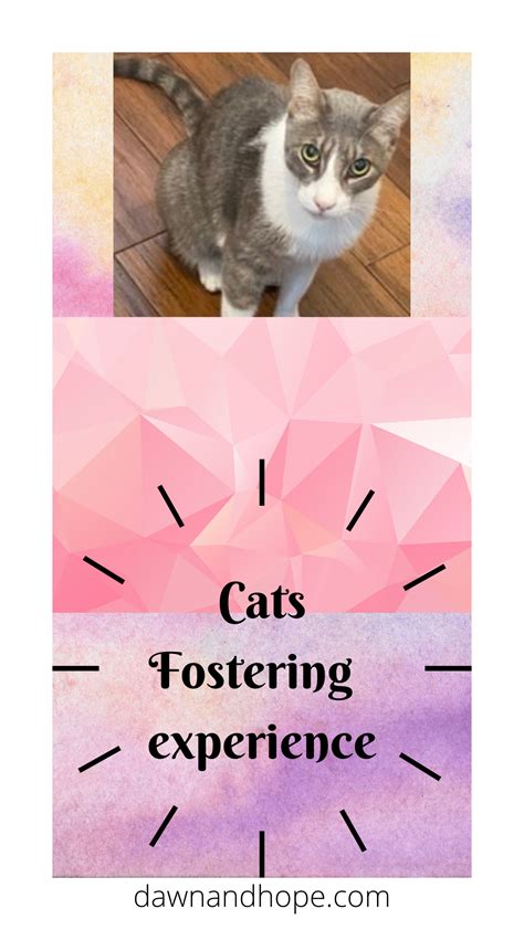 Cat Fostering Experience