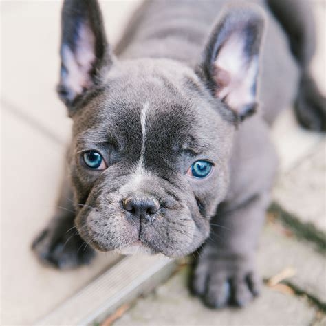 Teaching Your Puppies Right From The Start French Bulldogs Blue