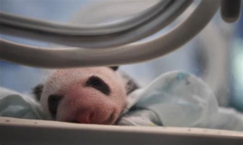 Two Giant Pandas Give Birth To Two Pairs Of Twins At Zoo In Chongqing