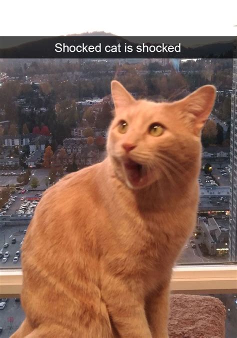 Cats Funny Snapchats Funniest Snapchats Cats Shocked Cat