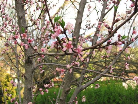 Fruit trees can be hard to grow but. Reliance Peach Tree - Crazy for Gardening