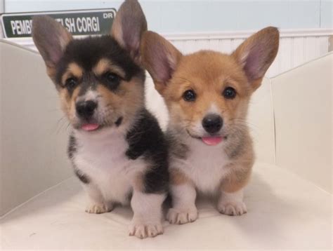 Personal checks are fine for the deposit but balance needs to be paid in cash when you pick no puppies available. Monte Cristo Pembroke Welsh Corgi Puppies For Sale ...