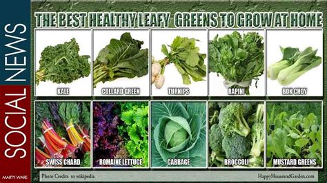 Leafy Green Vegetables List