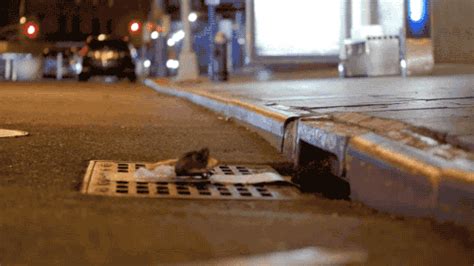 Prank Rat  Find And Share On Giphy