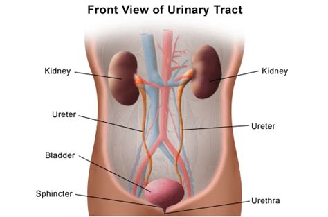 An organ is a collection of tissues that have a specific role to play in the human body. Urinary Tract and Kidney Infections