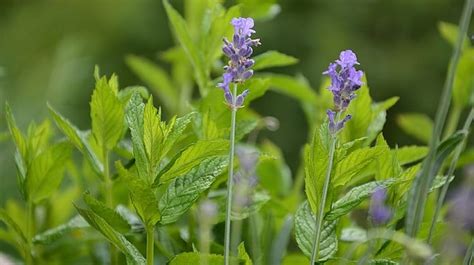 15 Natural Mosquito Repellent Plants | Homesteading Home Remedies