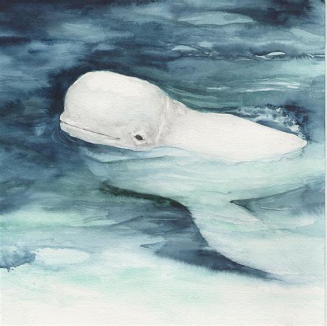 Beluga Whale By Acg723 On Deviantart