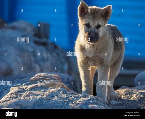 Greenland Dog Puppy Ilulissat Greenlandt Greenland Stock Photo Alamy
