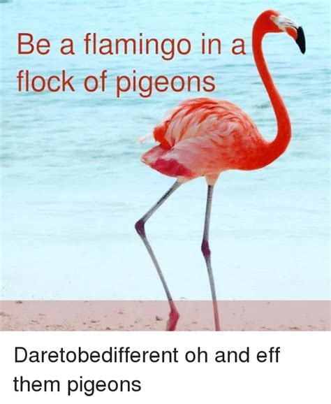 Flamingo Memes