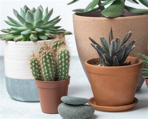 How To Grow Cacti And Succulents Indoors Yates