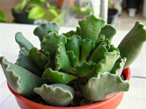 Big cactus grows on the mountainside among the stones. Adromischus cristatus (Crinkle Leaf Plant) | World of ...