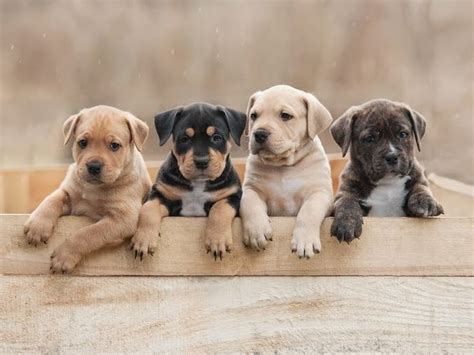 Most Popular Dog Breeds In The United States For 2020 Across America