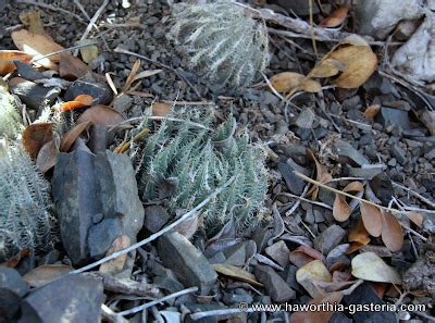 All You Wanted To Know About Haworthias Gasterias And Astrolobas Haworthia Cummingii