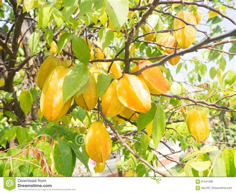 Fresh Fruit Star Apple Tree Stock Photo Image Of Organic Tropical