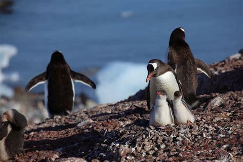 To penguins, swimming in warm seas is like walking around in winter clothes in the even the penguins living close to the equator stick to the cooler water coming from the south. Where Do Penguins Live? Detailed Information About Their ...