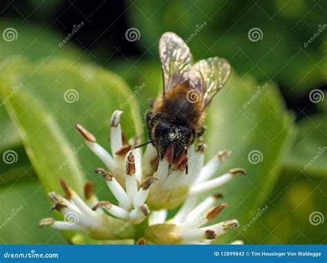 European Honey Bee Apis Mellifera Stock Photography Image 12899842