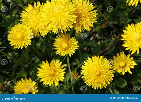 Yellow Dandelions Blooms On A Spring Meadow Stock Image Image Of