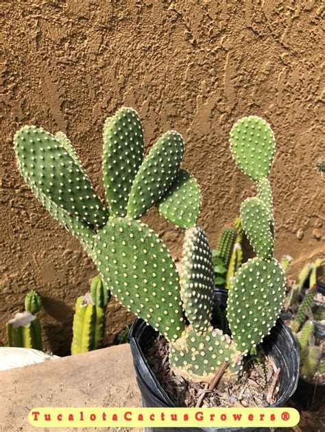 Opuntia~ Microdasys Off White Bunny Ears Rooted Without Pot This Plant