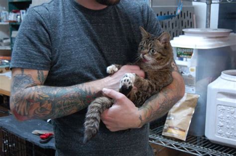 13 Fun Facts About The Internets Cutest Cat Lil Bub