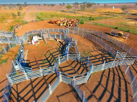 5 Biggest Cattle Yard Design Mistakes And How To Avoid Them