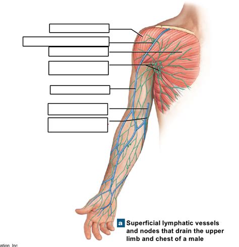 Lymphatic Drainage Of The Upper Limb Diagram Quizlet