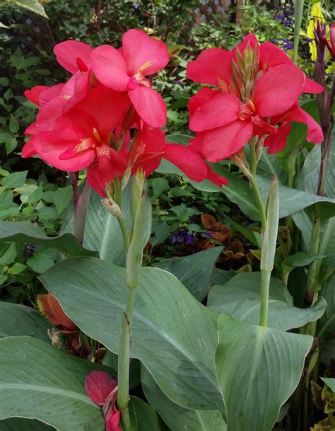 Canna Lily Beautiful Flowers Red Flowers Flowers