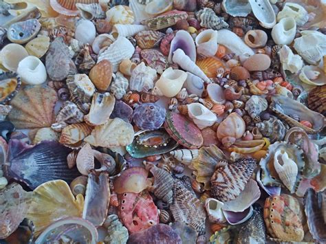 Small Seashells Bulk 200 Assorted Seashells Craft Supplies Etsy Seashells Bulk Seashell