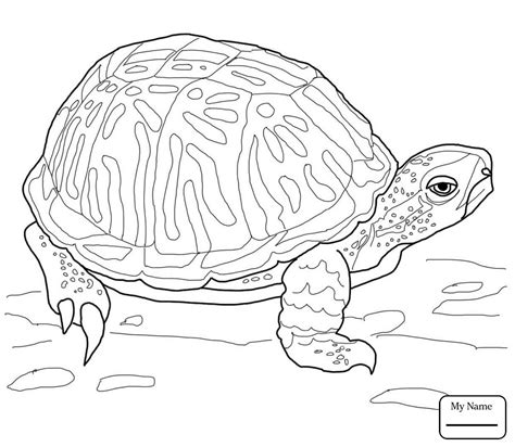 Back to coloring pages turtle. Alligator Snapping Turtle Drawing at GetDrawings | Free ...