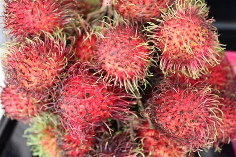So we've compiled this list of unusual fruit and veg that are taking the cooking world by storm. Simpson Eco Farms: Exotic fruit in Toronto ⨸ Rare fruit seeds ⨸ Tropical fruit Toronto