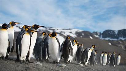 Penguin Wallpapers 4k Ultra King Pinguin Animal