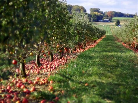 High Density Plum Orchard The Success Of High Density Orchards