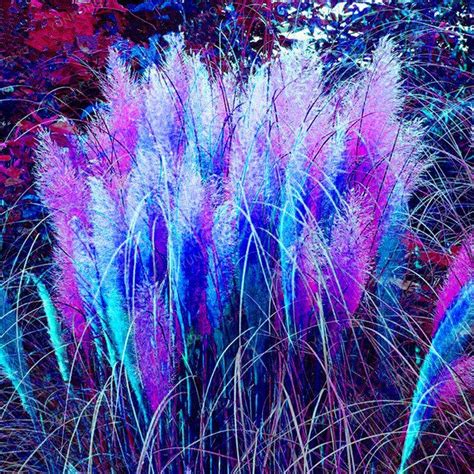 Egrow 200pcs Bag Rainbow Pampas Grass Bonsai Are Very Beautiful Garden Plants Seeds Cortaderia