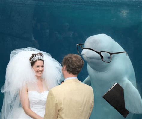 Beluga Whale Photobombs Wedding Photo At Mystic Seaport In Connecticut