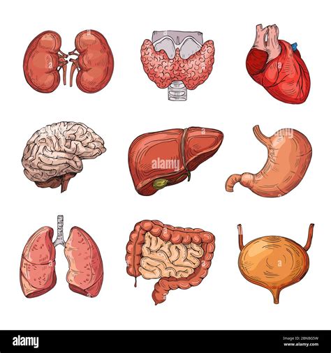 Human internal organs. Cartoon brain and heart, liver and kidneys ...