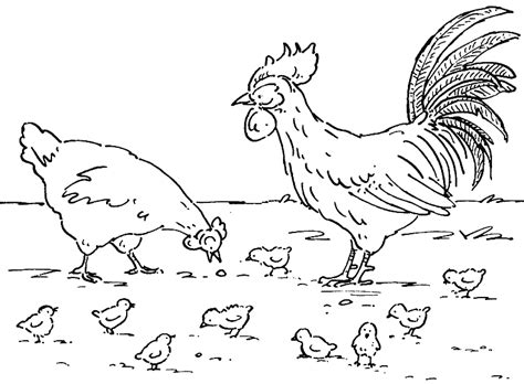 Chicken And Rooster Coloring Pages