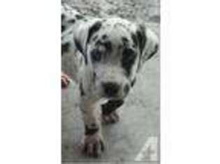 Great dane breed review by erica blakely. 45+ Harlequin Great Dane Puppies For Sale Near Me - l2sanpiero