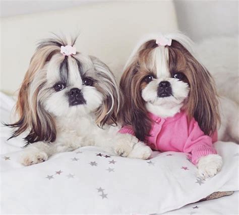 Shih Tzu Puppies Name Hello Im Sara A Shih Tzu Female Puppy Offer