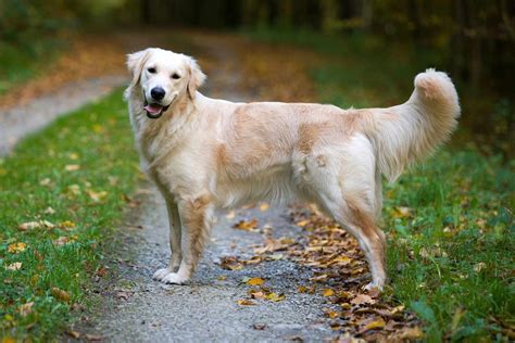 Are Golden Retrievers Hyper