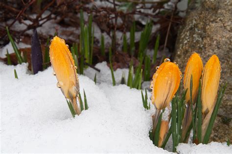 First Blooms Of Spring Pentax User Photo Gallery