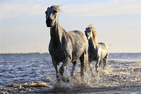 2 Brown Horse Running On Body Of Water Hd Wallpaper Wallpaper Flare
