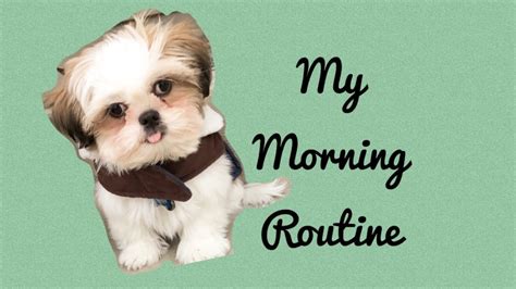 However, for the best results, it. Shih Tzu puppy Morning Routine | What dog food I eat - YouTube