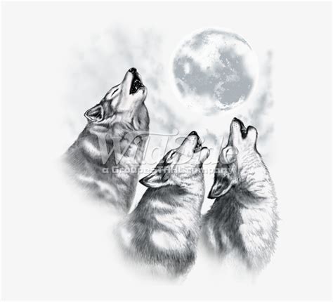 Pencil Sketches Of Wolves Howling At The Moon