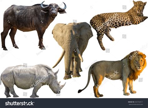 African Big Five Animals Buffalo Elephant Stock Photo 292732511