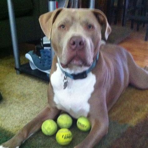 Pretty Pit Bull For The Love Of Pitties Pinterest