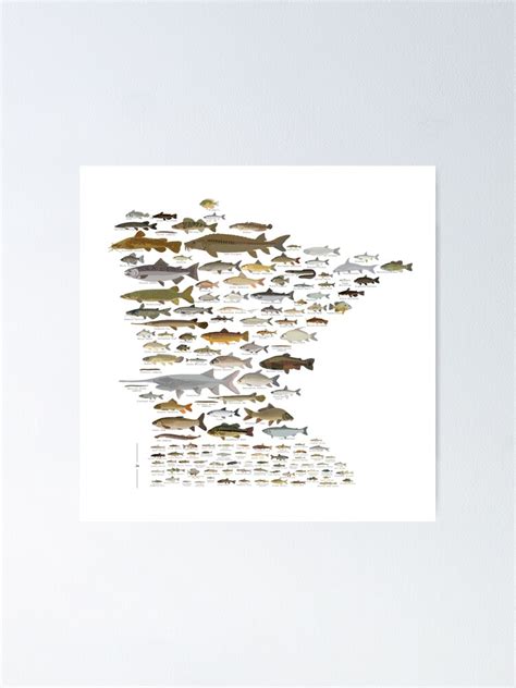 Fishes Of Minnesota Poster For Sale By Andybirkey Redbubble