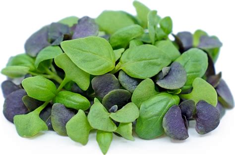 Micro Basil Mix Information Recipes And Facts