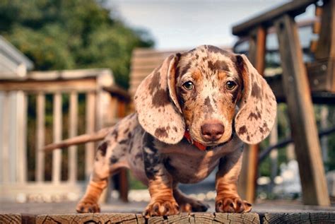 Exploring Piebald Dachshunds A Closer Look At The Breed