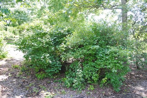 This downy arrowwood has rough hair under the leaf and some rough hair on the twigs. PlantFiles Pictures: Viburnum Species, Downy Arrowwood ...