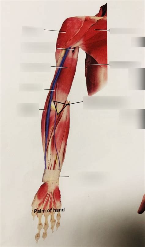 Muscles Of The Anterior Right Arm Syndaver Diagram Quizlet