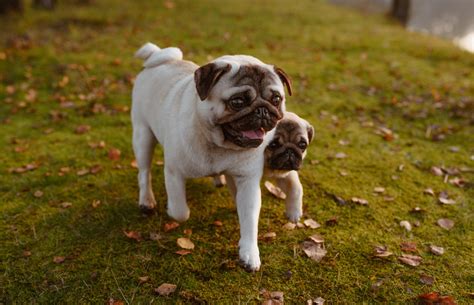 Why This Rangitikei Pug Lover Has Been Rescuing Unwanted Pugs Since The